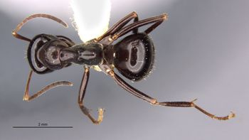 Media type: image;   Entomology 21734 Aspect: habitus dorsal view